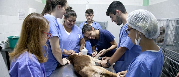 hospitalveterinario-1
