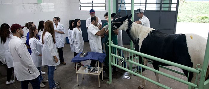 hospitalveterinario-2